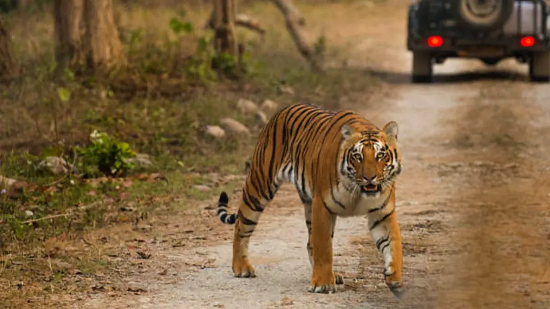 Jim Corbett National Park